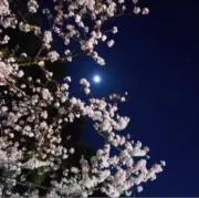 ★夜桜★