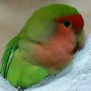 ももきち