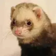 ぴろりんの画像