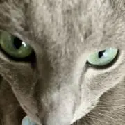 Bbの画像
