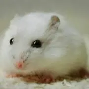 プリン
