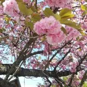 さくらの画像
