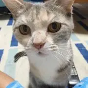 アロハ(=°ω°=)