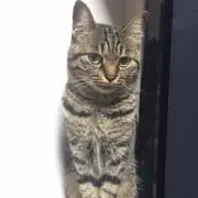 うさまま