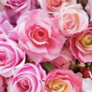 ※プロフ必読お願いいたします※の画像