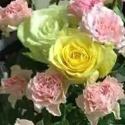 プロフ必読⭐︎Ray☺︎の画像