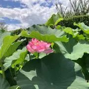 りんごちゃん