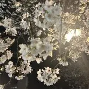 ふらわーの画像