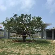 だいの画像