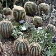 さつきの画像