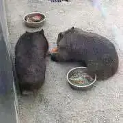 つばさの画像