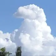 タケの画像