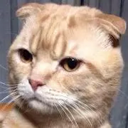 ponの画像