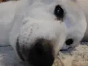 サクラビスの画像