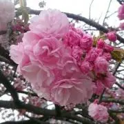 にぎやか