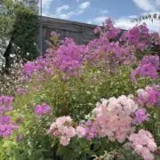 Fleur Mignonneの画像
