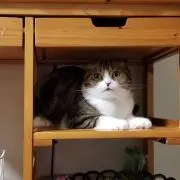 りんちゃん