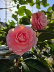 きなこの画像