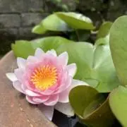 藤波の画像