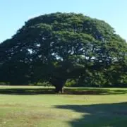 はおの画像