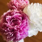 びあんかの画像