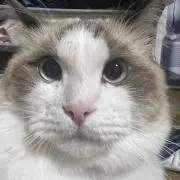 うなぎマンの画像