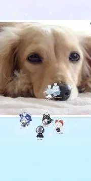 sariの画像