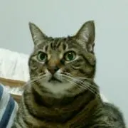 ジャムの画像