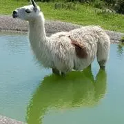 よしおの画像