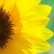 向日葵
