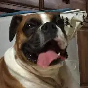ニーブラ
