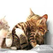 ねこにん(プロフ・説明文 必読)