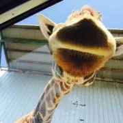 akoの画像