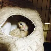 すなぎつね　即購入OKですの画像