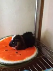 めそめその画像