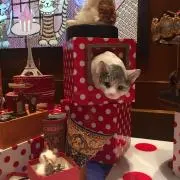 ゆり（プロフ必読！！）の画像