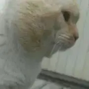 にゃー子の画像