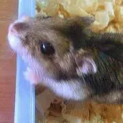 yukiの画像