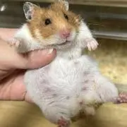 じる