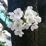 のーりーの画像