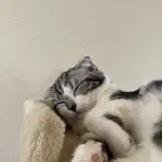 sonaの画像