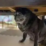 ききすけの画像