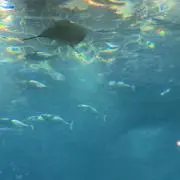 カワカワの画像