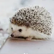 いーとん