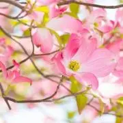 ハナミズキの画像