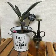 さすらいだーの画像