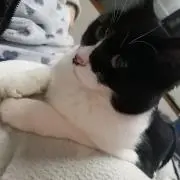 めーの画像