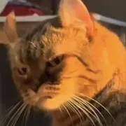 jioyuutalの画像