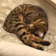 のーぶー