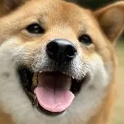 太郎丸